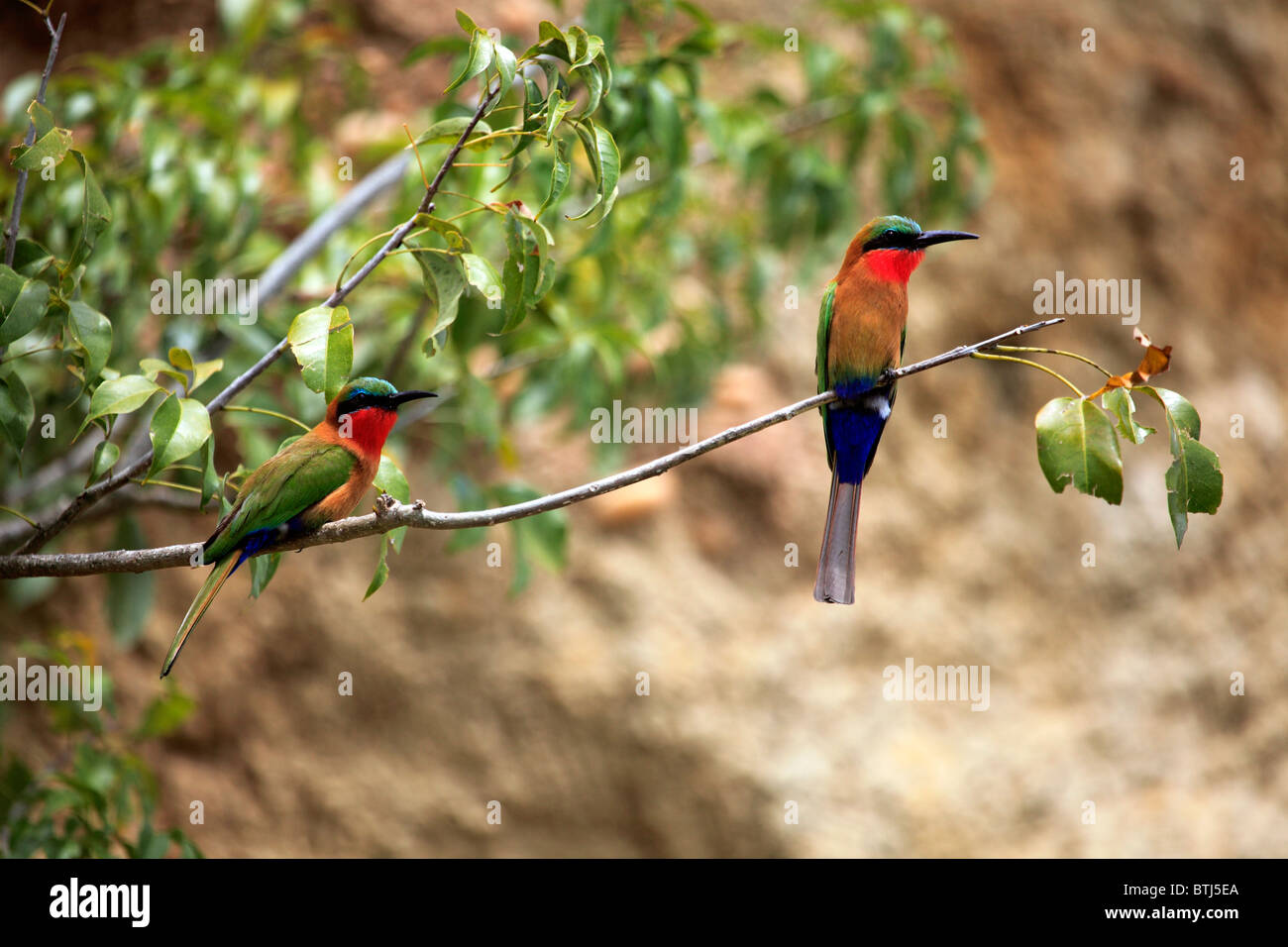 Bee-eater, Murchison Falls national park, l'Ouganda, l'Afrique de l'Est Banque D'Images