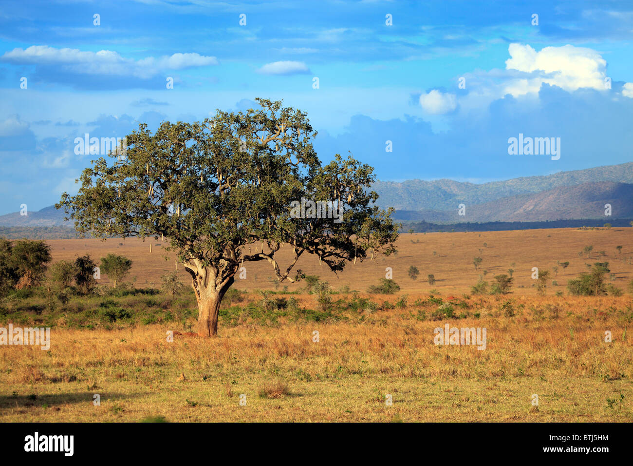 Lonely tree dans la savane, le parc national de Kidepo, Ouganda, Afrique de l'Est Banque D'Images