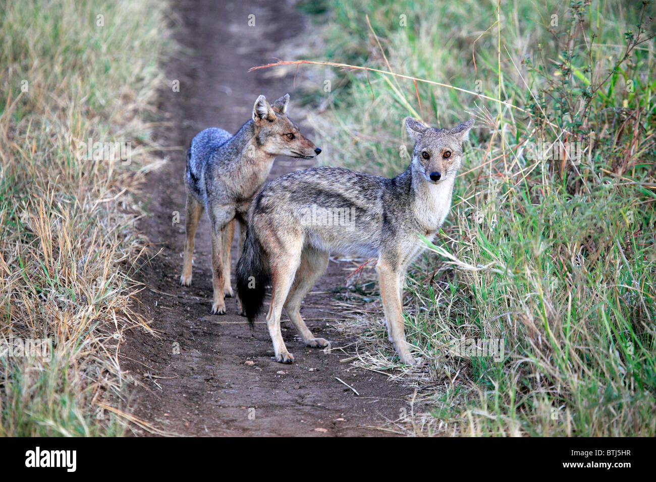 Le Chacal à dos noir (Canis mesomelas), parc national de Kidepo, Ouganda, Afrique de l'Est Banque D'Images