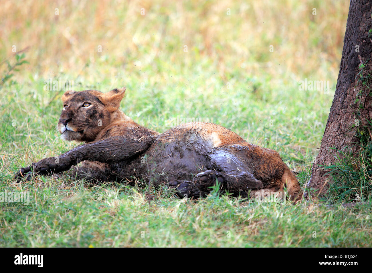 Lion (Panthera leo), le parc national de Kidepo, Ouganda, Afrique de l'Est Banque D'Images