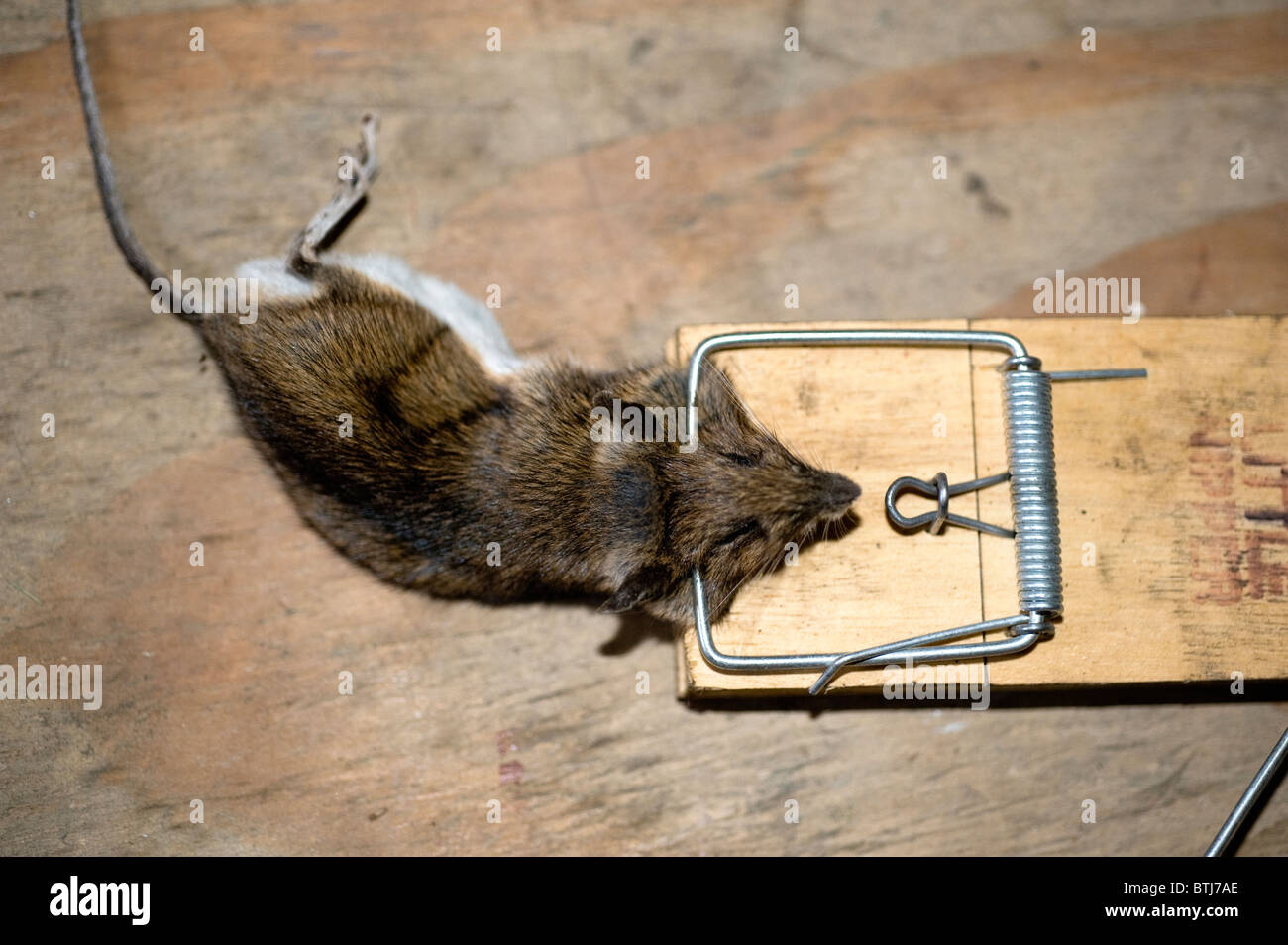 Souris morte attrapée dans un piège à souris traditionnel en bois sur un plancher d'atelier, illustrant la lutte contre les parasites, les problèmes d'infestation et la prévention des rongeurs Banque D'Images