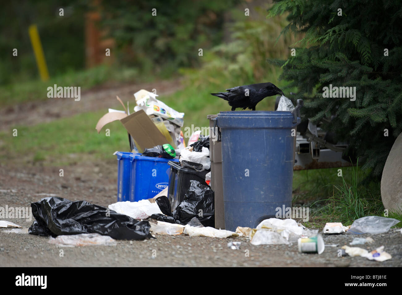 Grand Corbeau (Corvus corax) vider les poubelles, Gabriola Island (Colombie-Britannique), Canada Banque D'Images