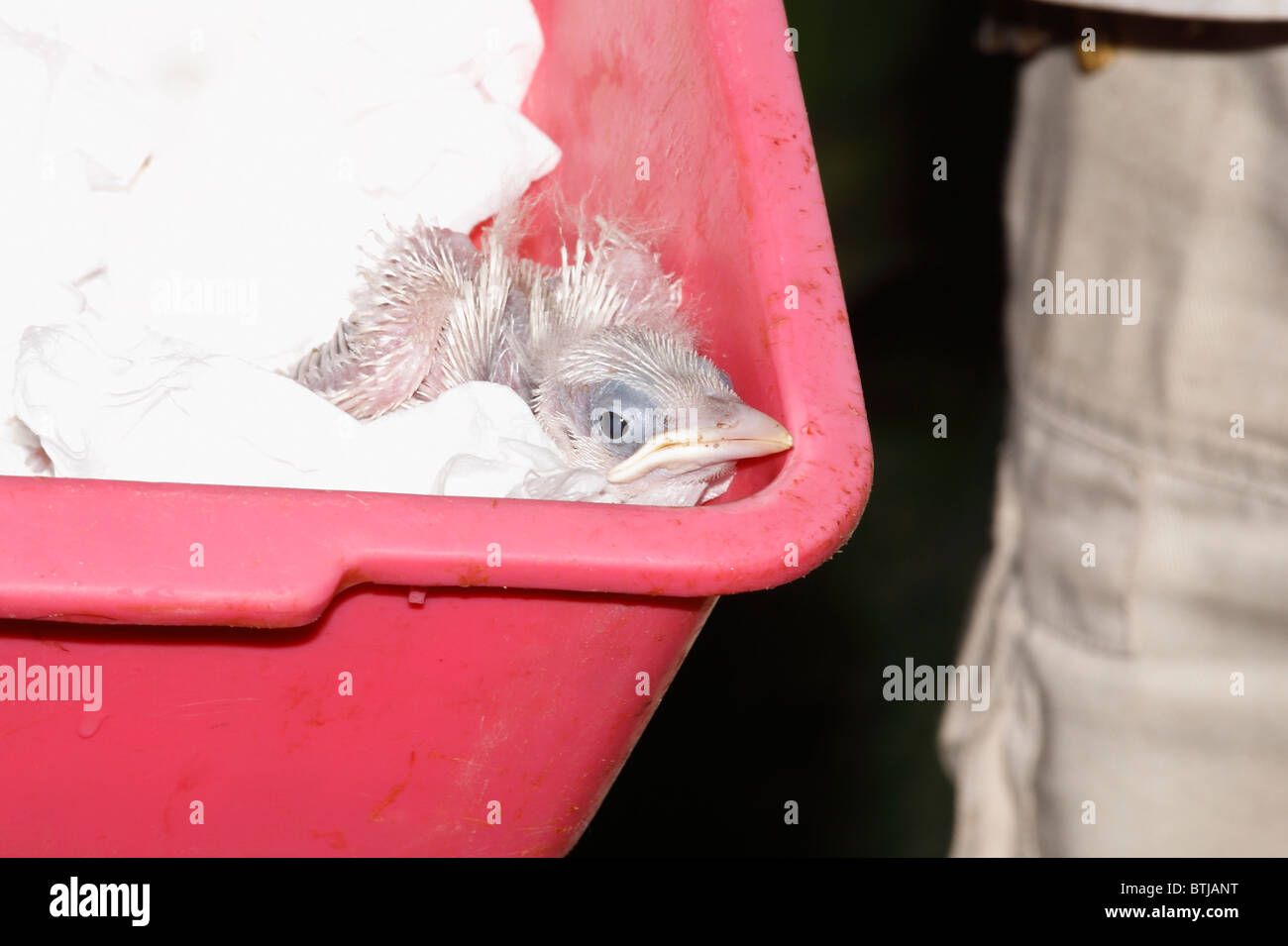 Le Bali Starling, Leucopsar rothschildi, également connu sous le nom de Bali Mynah, est endémique à l'île de Bali. Cette nana est partie d'un programme d'élevage Banque D'Images