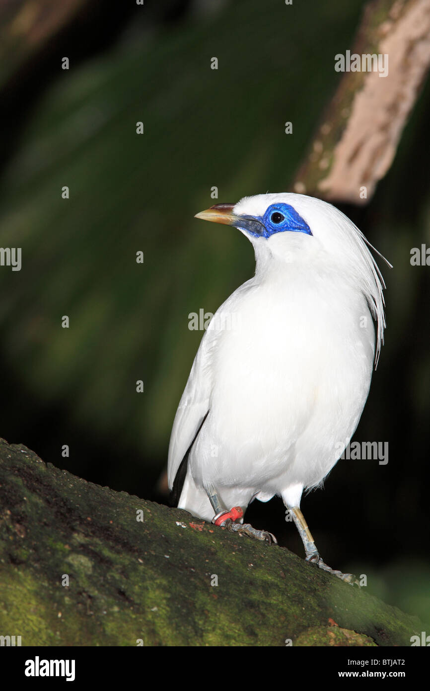 Le Bali Starling, Leucopsar rothschildi, également connu sous le nom de Bali Mynah, est endémique à l'île de Bali. Banque D'Images