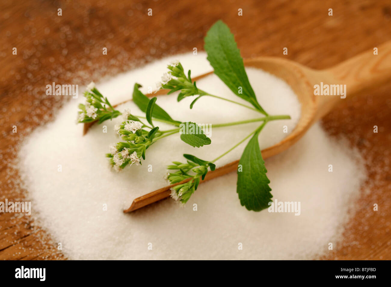 Sweet herb Stevia rebaudiana Banque D'Images