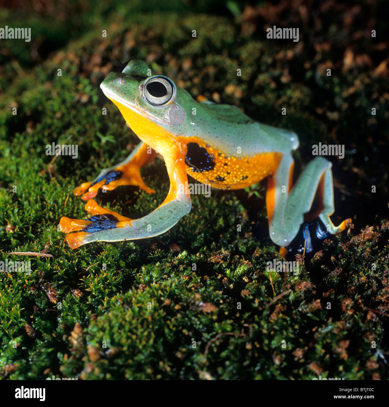 Flying Frog (Rhacophorus sp.) sur la mousse. Banque D'Images