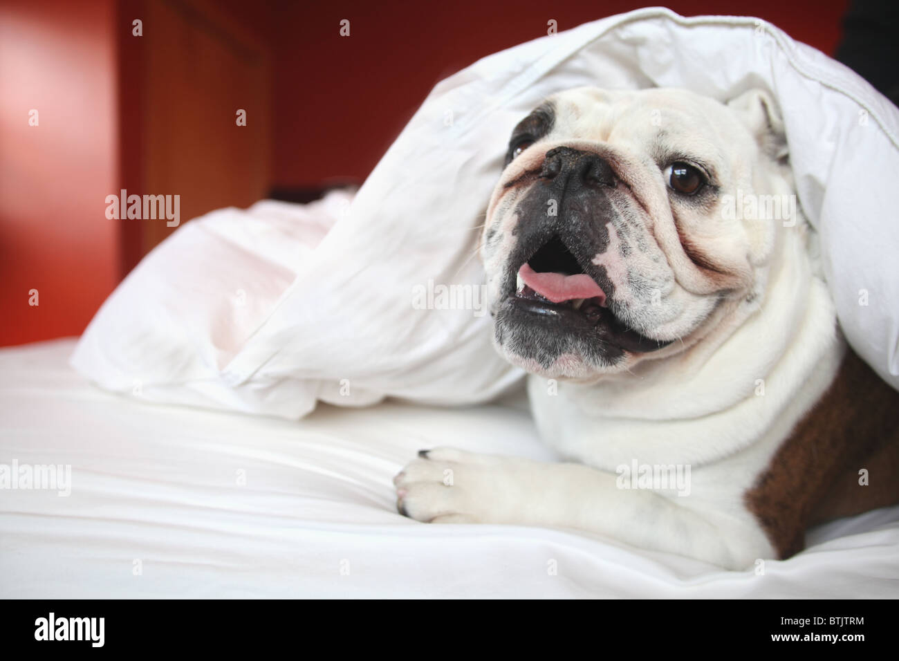 Heureux bull dog fixant sous couverture dans le lit Banque D'Images