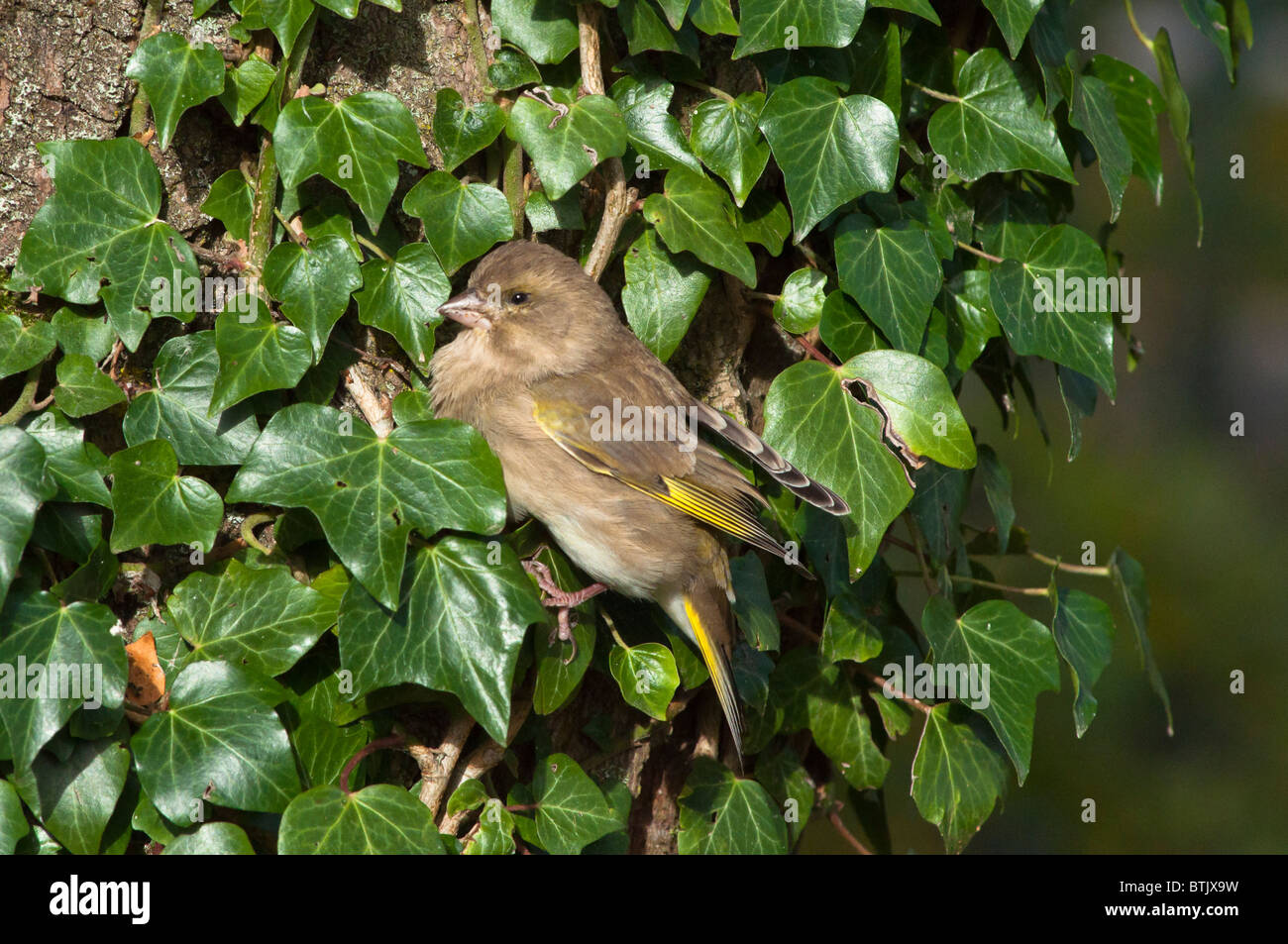 Une femelle Pinson entre les feuilles. L'Angleterre Banque D'Images
