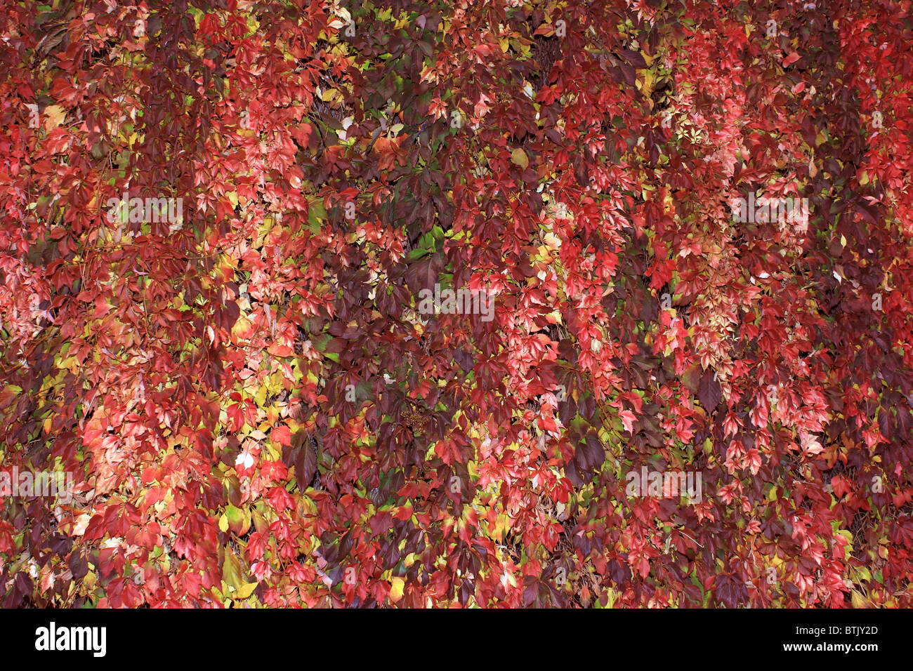 Tapis de feuilles d'automne jaune, rouge et vert Banque D'Images