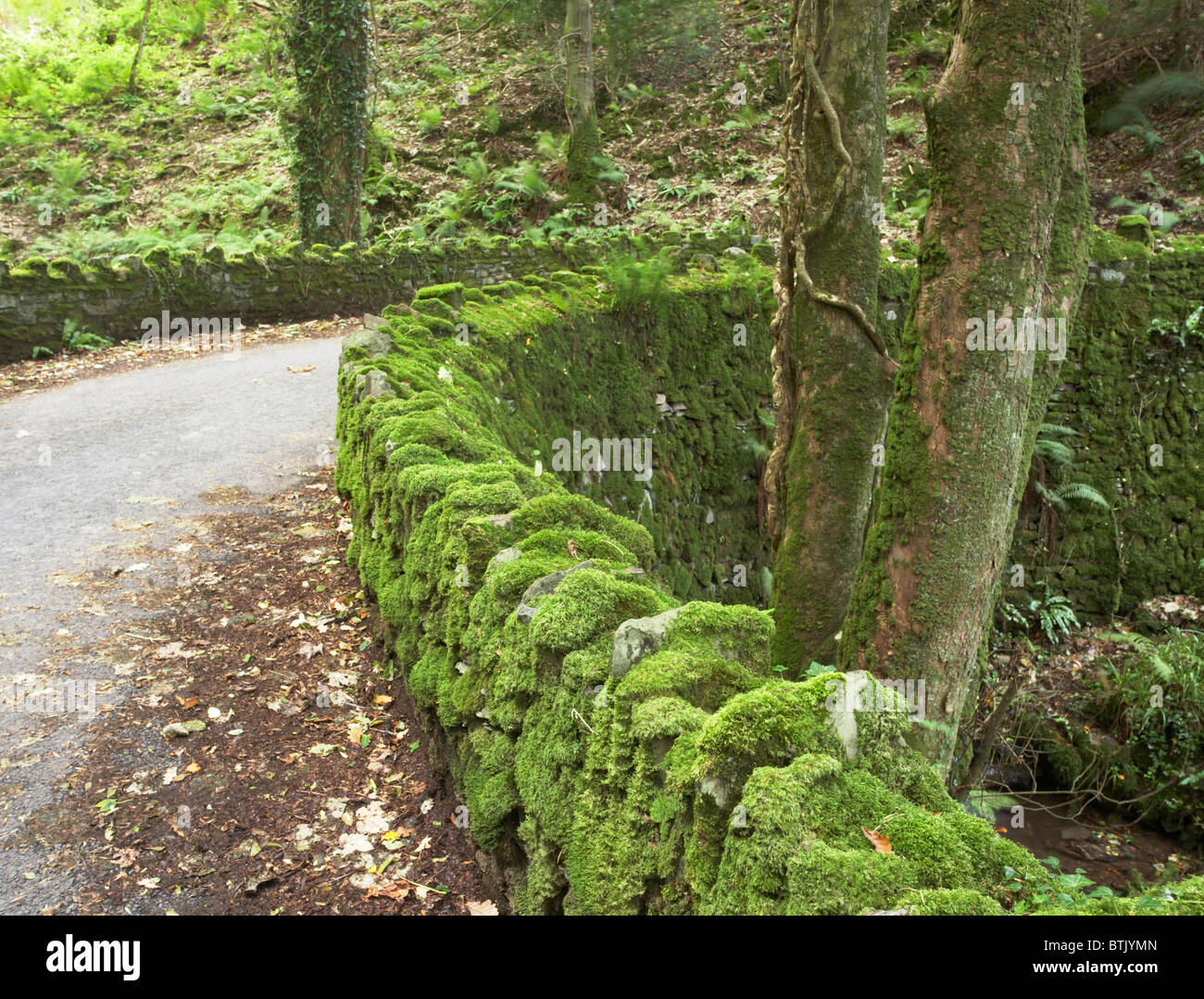 Pont couvert de mousse, Exmoor National Park, North Devon, England, UK Banque D'Images