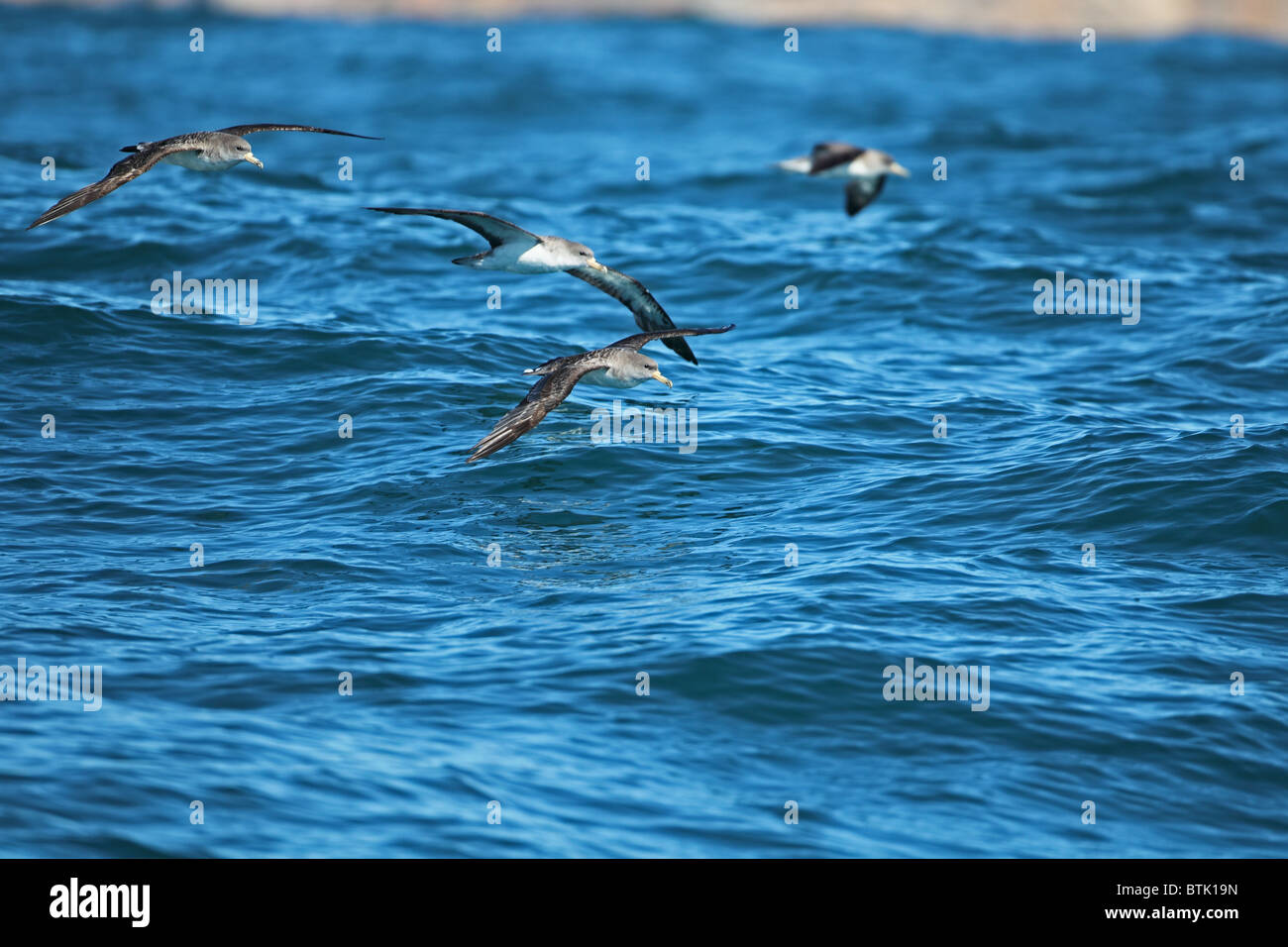 Puffin cendré (Calonectris diomedea borealis) Banque D'Images