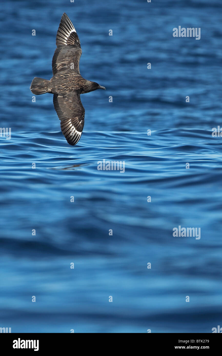 Grand Labbe (Catharacta skua) Banque D'Images