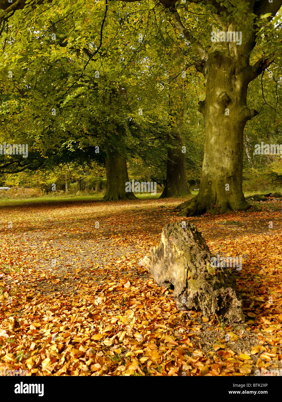 La couleur en automne dans les bois et Ashridge, Hertfordshgire, UK Banque D'Images