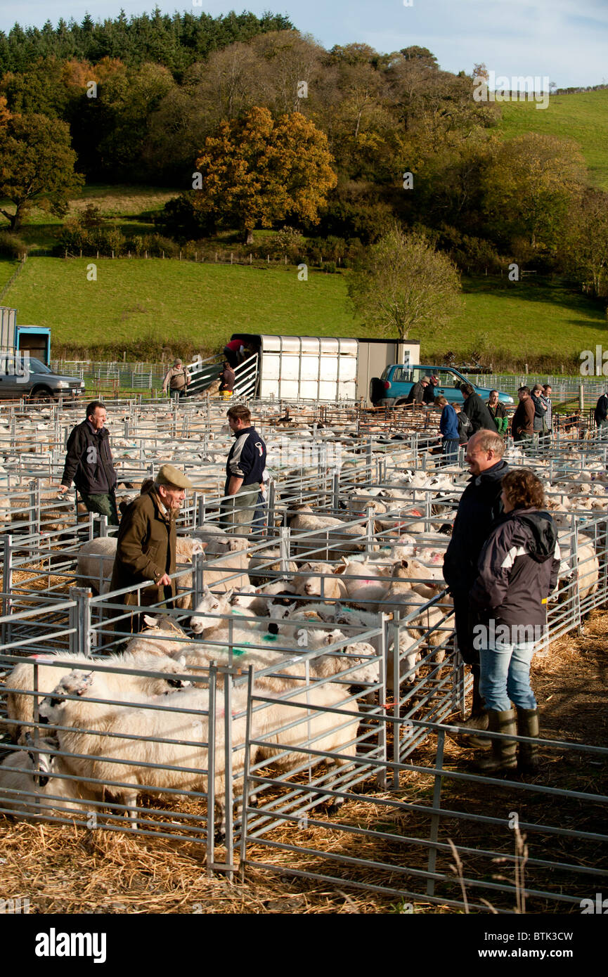 Agneaux et moutons parqués en vente dans un magasin de l'élevage, du marché près de Lovesgrove Aberystwyth, Ceredigion Pays de Galles UK Banque D'Images