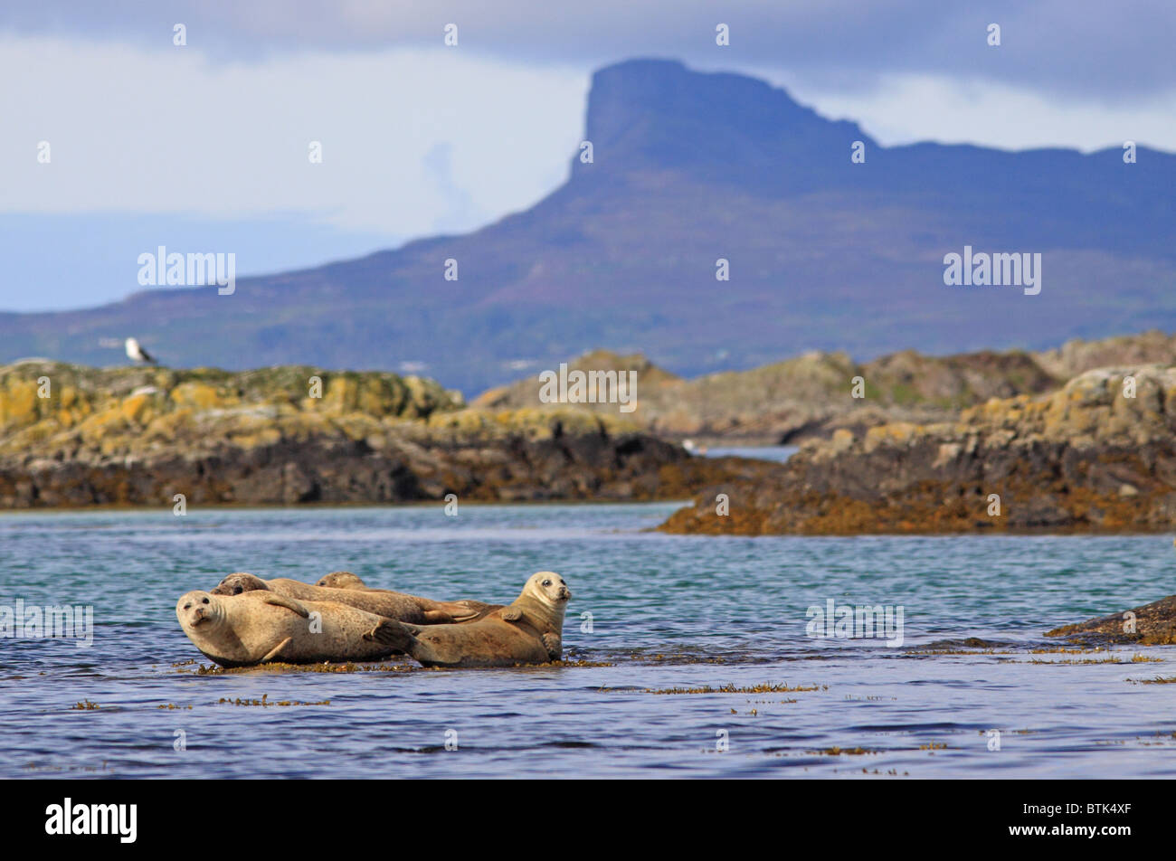Les Phoques communs sur des rochers au large et l'Arisaig Sgur de Eigg sur l'île de Eigg les Hébrides intérieures Highlands Scotland UK Banque D'Images