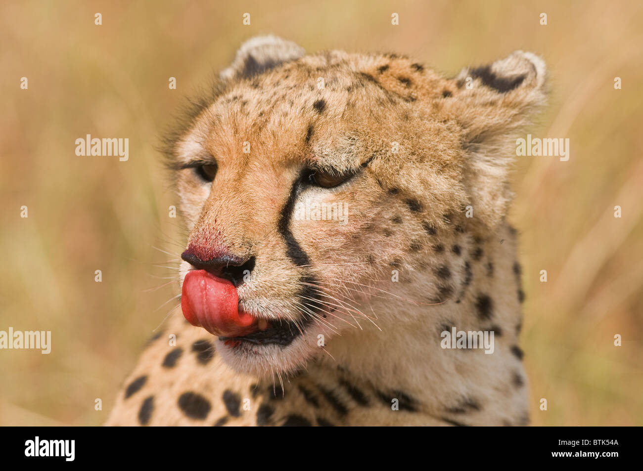 Le Guépard (Acinonyx jubatus) close-up avec du sang après avoir tuer ; le Masai Mara National Reserve, Kenya, Africa Banque D'Images