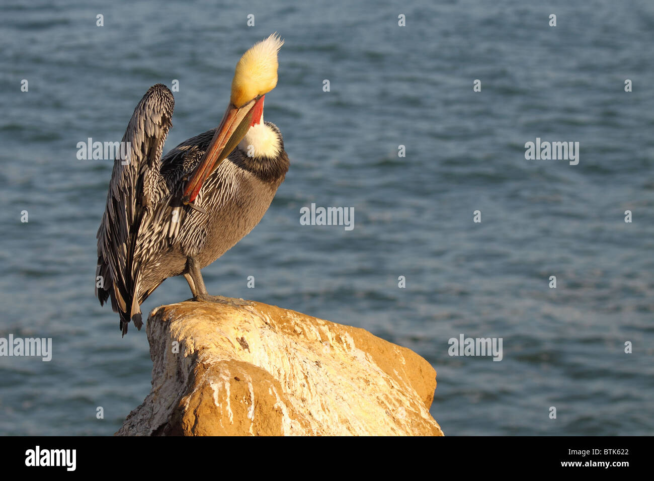 Un pélican brun au lissage sur une perche au-dessus de l'océan. Banque D'Images