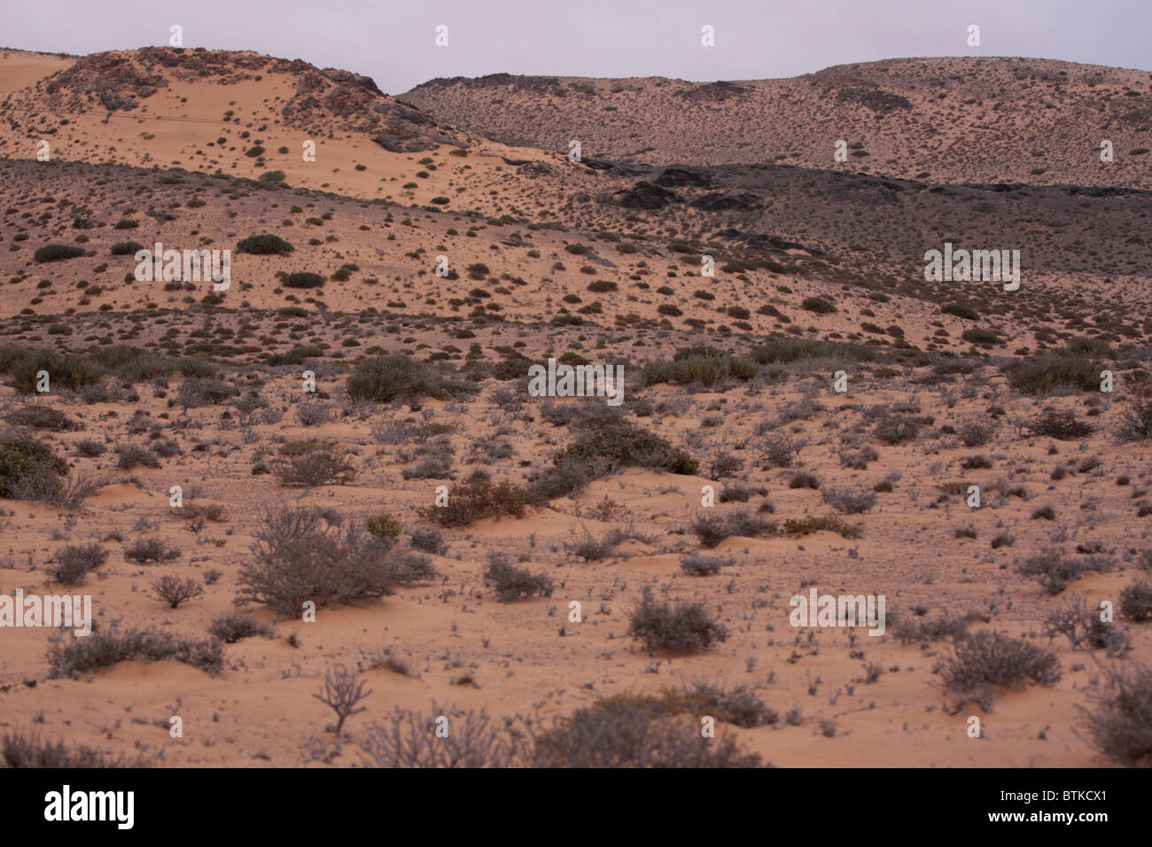 Paysage désertique de l'Afrique du Sud dans le Kalahari Banque D'Images