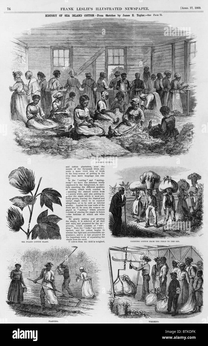 5 1869 illustrations de l'île Sea : la production de coton coton tri, le plant de coton, coton comptable au gin, la plantation Banque D'Images