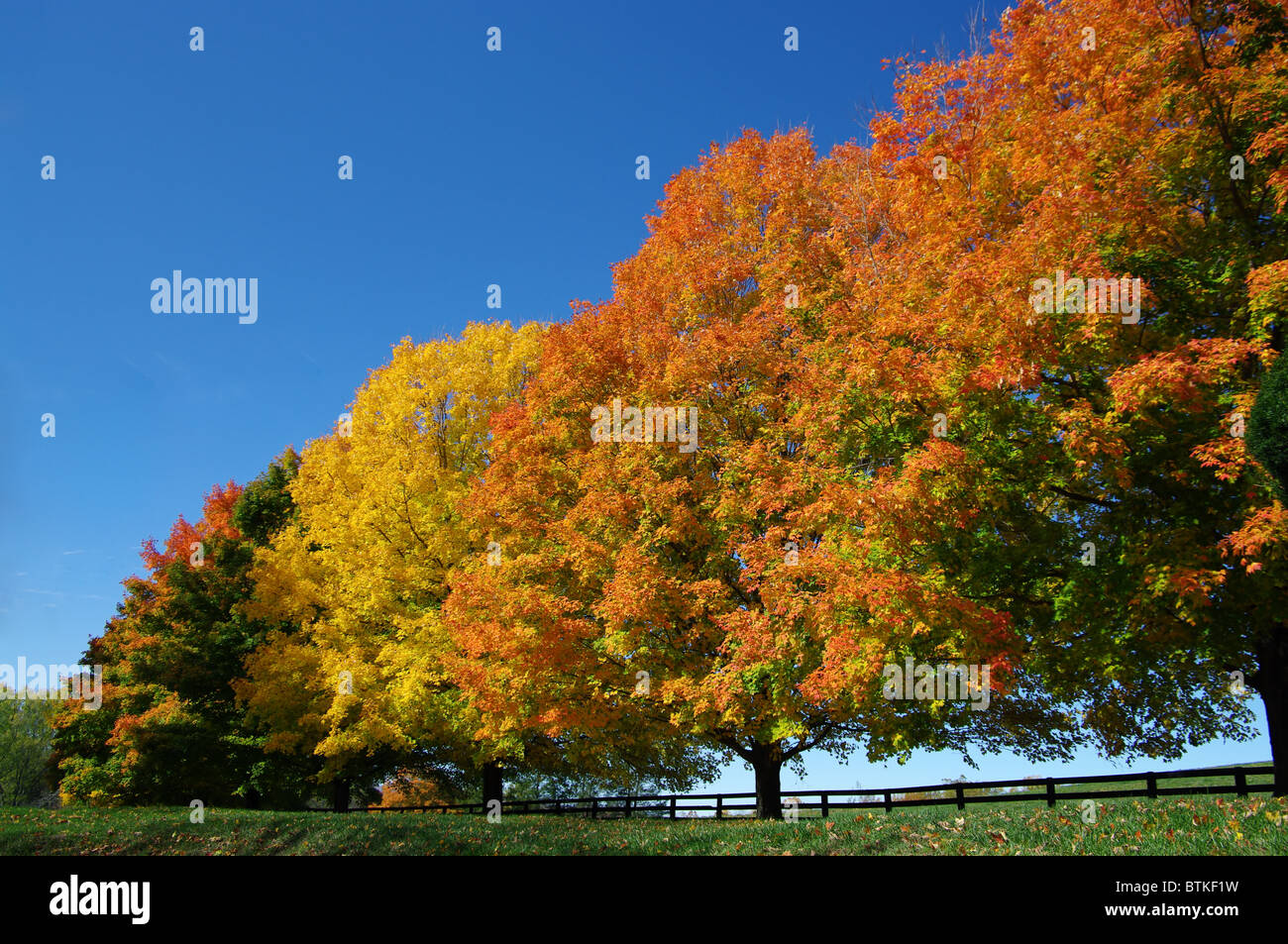 Arbres en couleurs d'automne Banque D'Images