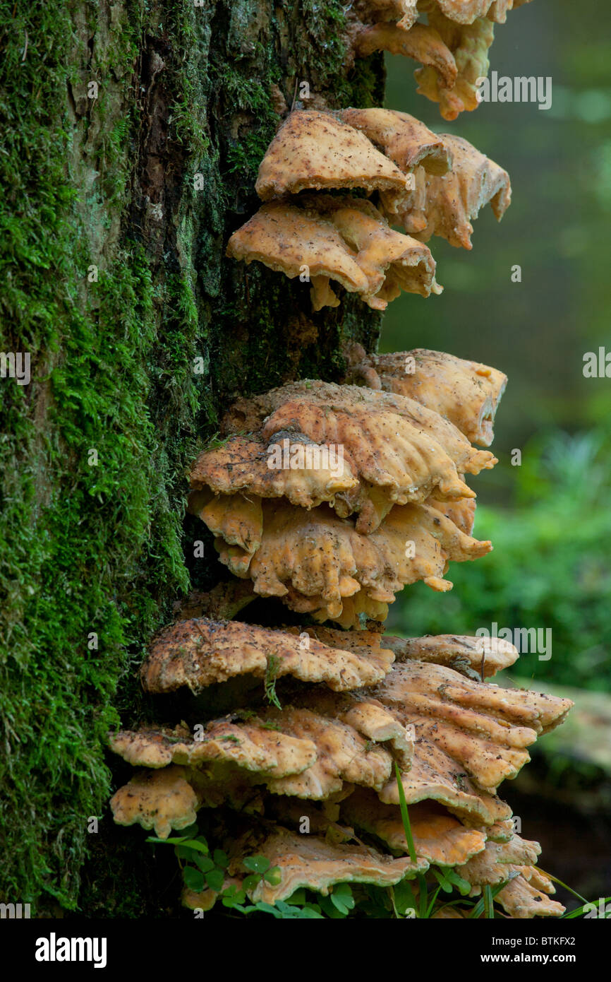 Gros plan sur les champignons plateau de soufre Oak tree Banque D'Images