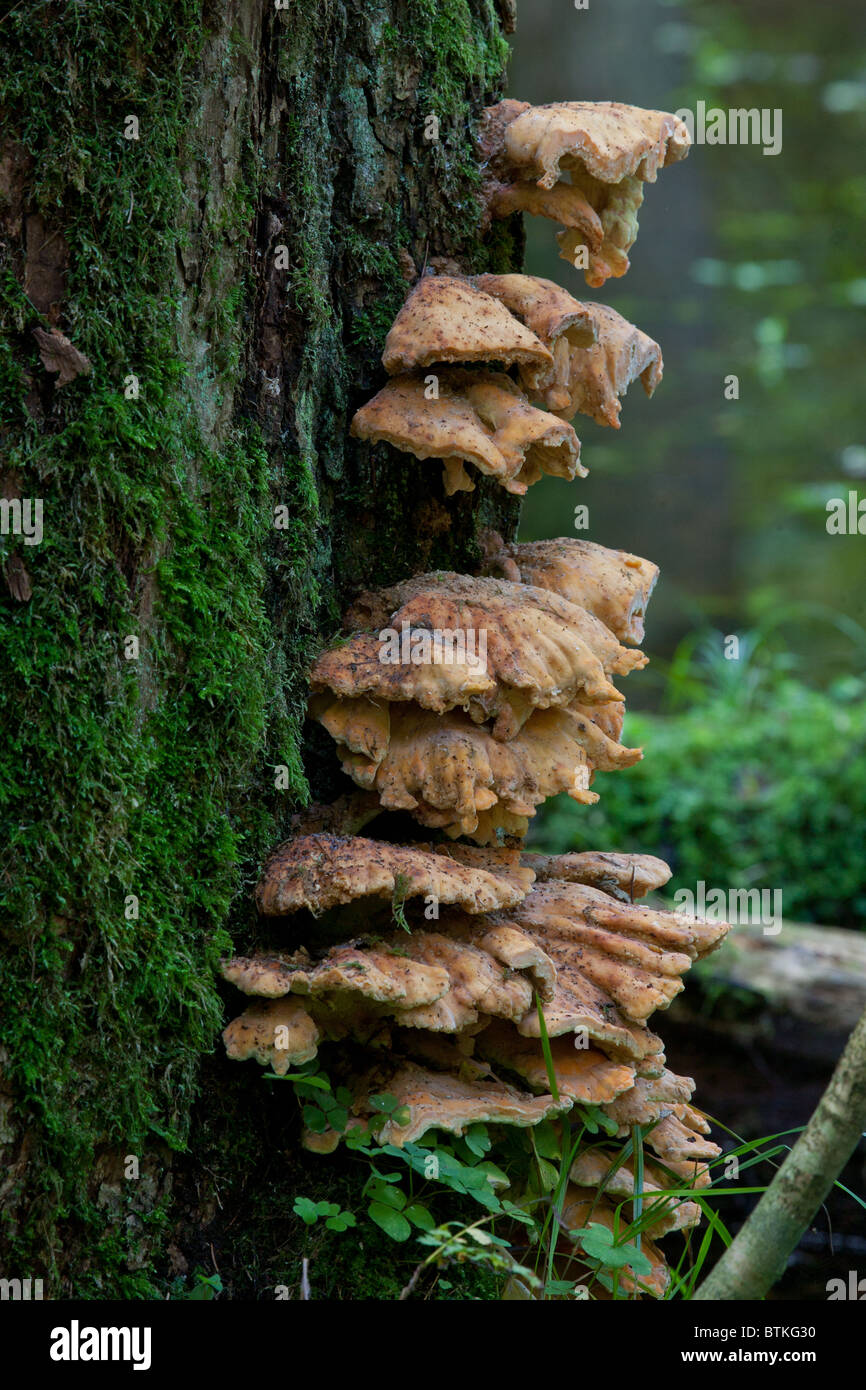 Gros plan sur les champignons plateau de soufre Oak tree Banque D'Images