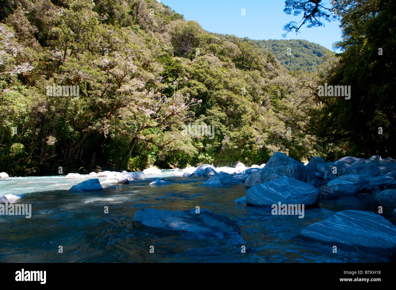 Haast Pass,Haast River,Alpes du Sud,Rata Arbres dans Flower,Île du Sud, Nouvelle-Zélande Banque D'Images