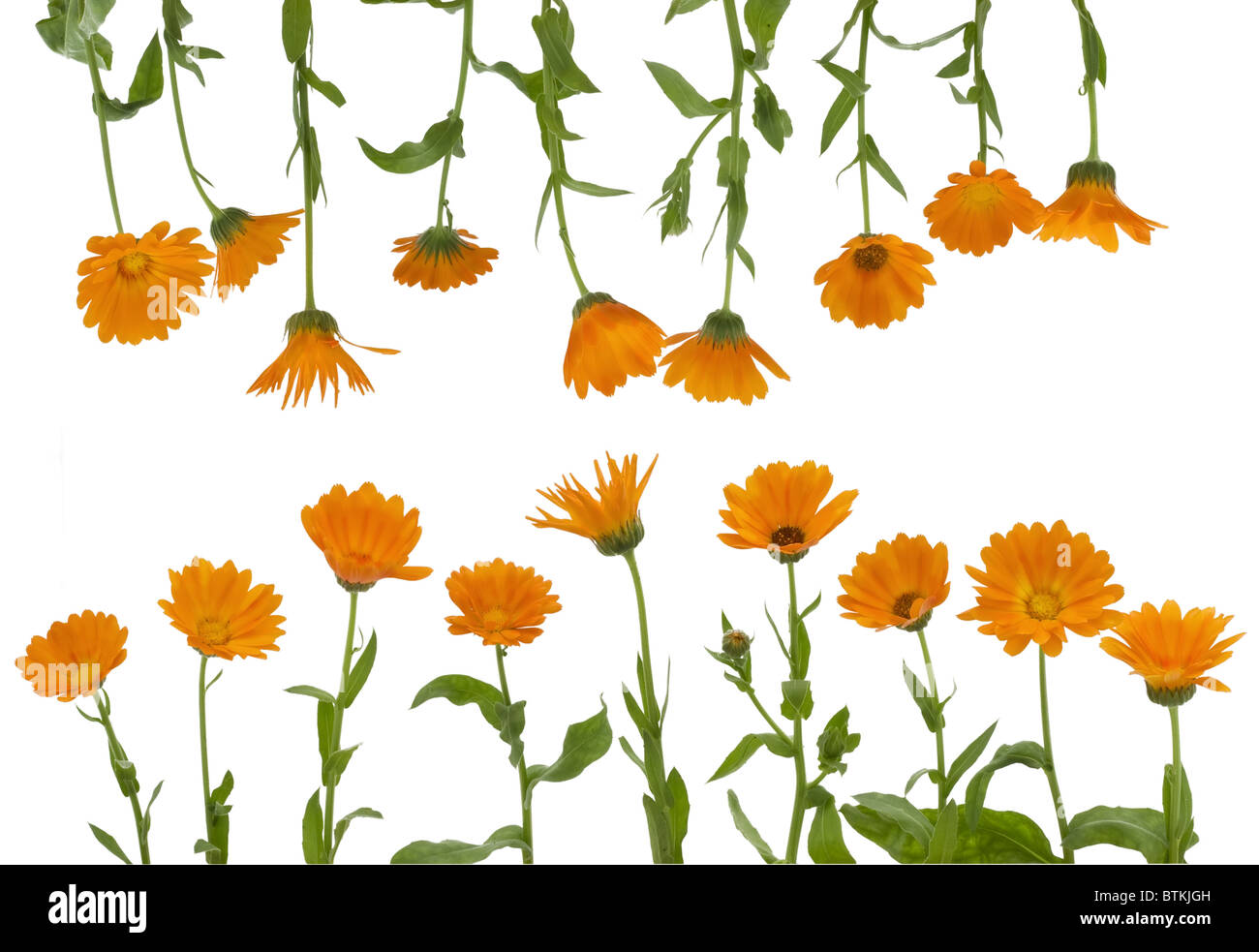 Les fleurs de calendula un isolé Banque D'Images