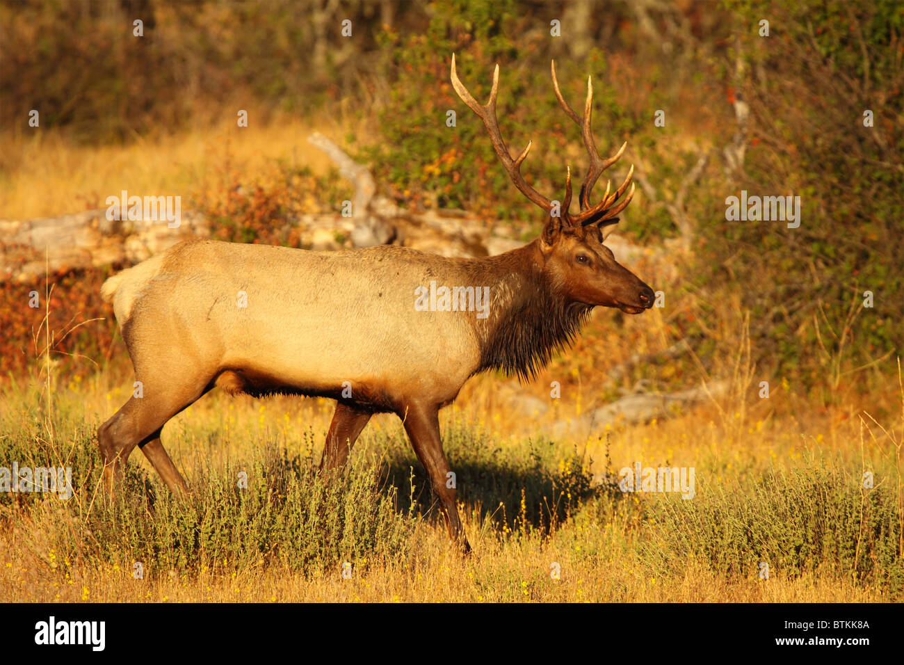 Un Tule Elk contre un arrière-plan de l'automne. Banque D'Images