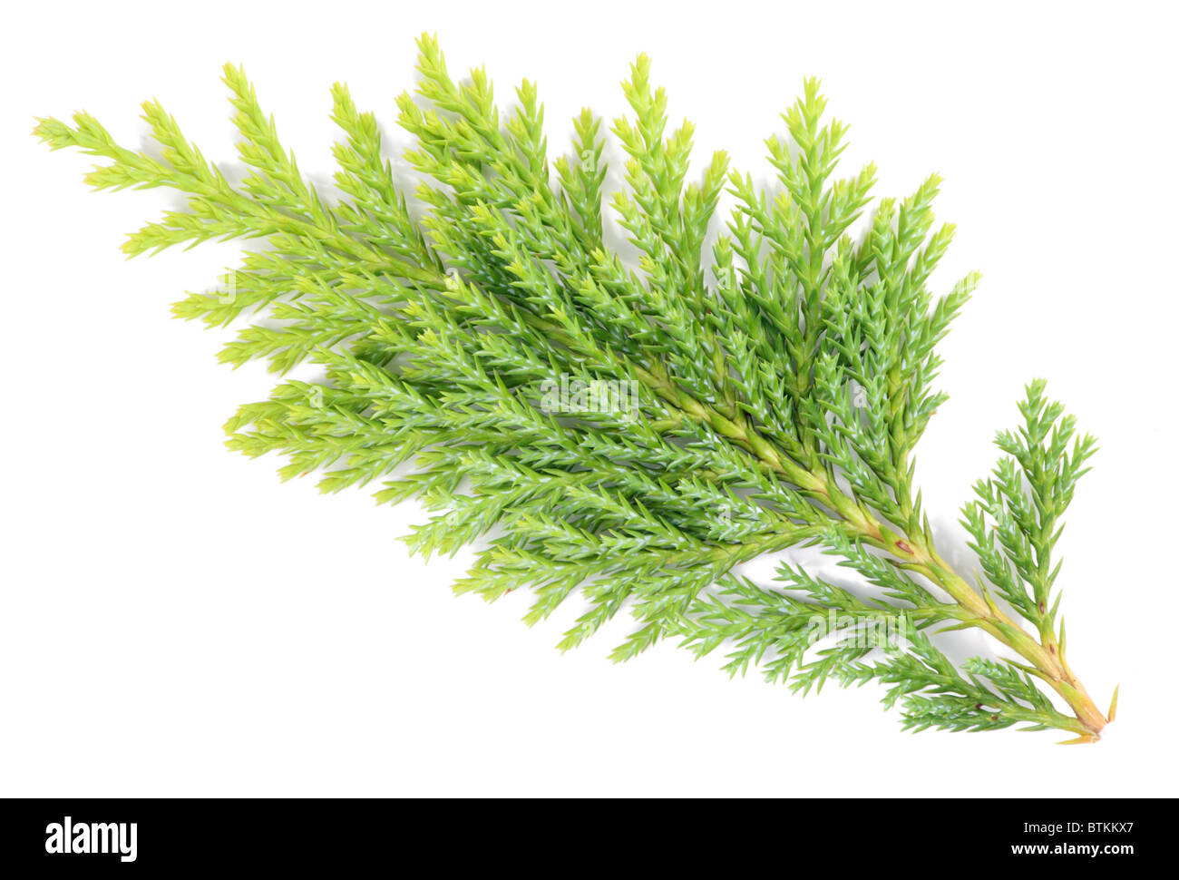 La branche d'une macro Thuja Banque D'Images