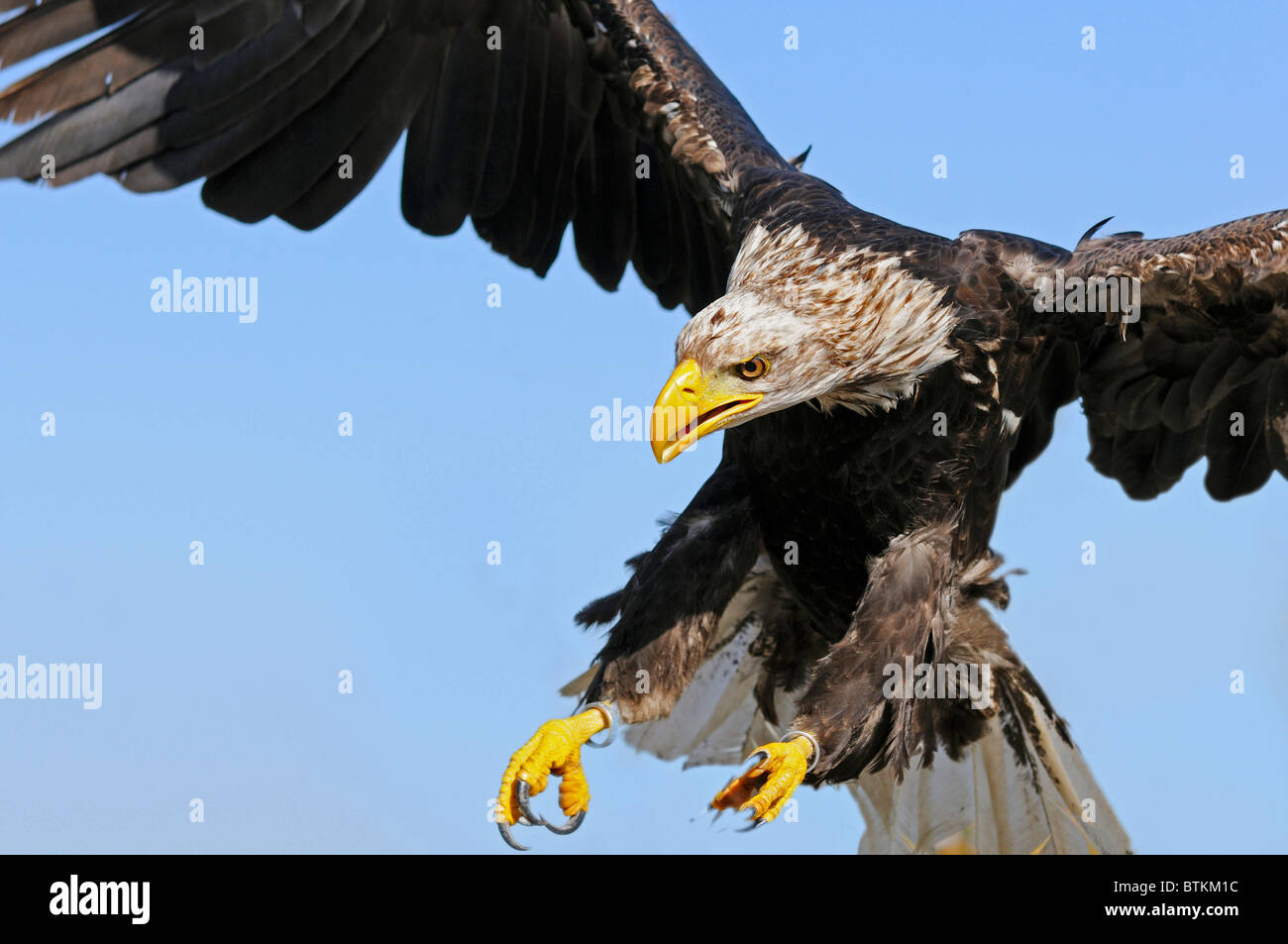 L'Afrique de l'atterrissage, Eagle Haliaeetus vocifer Poisson Banque D'Images