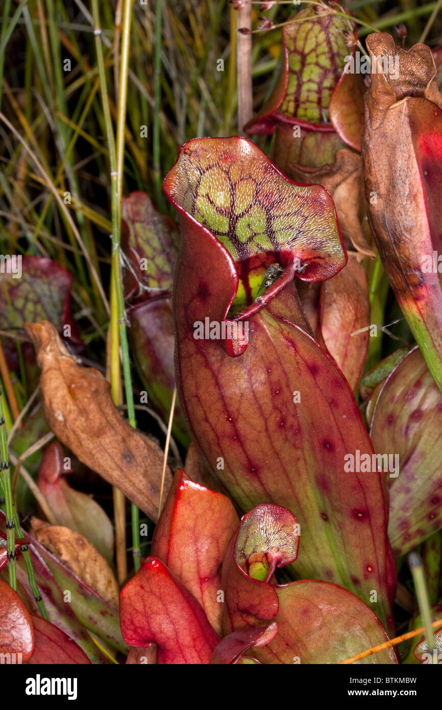 Voler sur le Nord de sarracénie Sarracenia purpurea N Michigan USA Banque D'Images