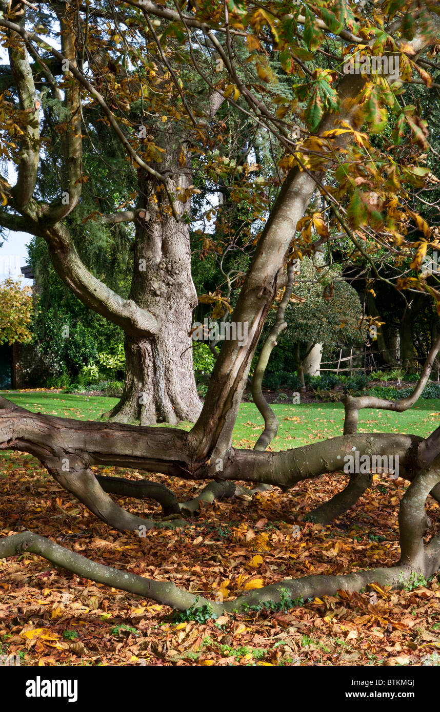 Arbre de châtaignier de cheval (Aesculus hippocastanum) en automne Banque D'Images