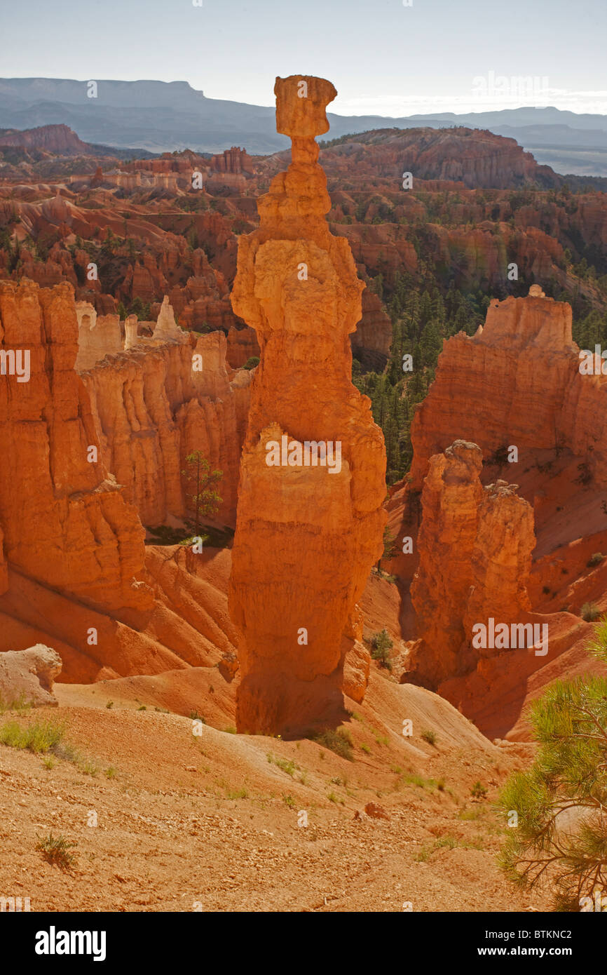 Le Parc National de Bryce Canyon - Utah - 'Hoodoos' - 'Hoodoos' sont des piliers du rocher sculpté par l'érosion Banque D'Images