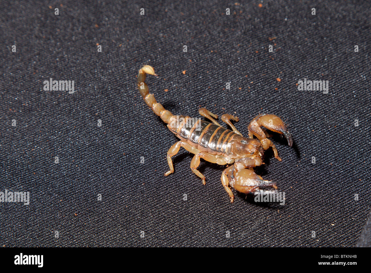 Scorpion d'or israélien en captivité Banque D'Images