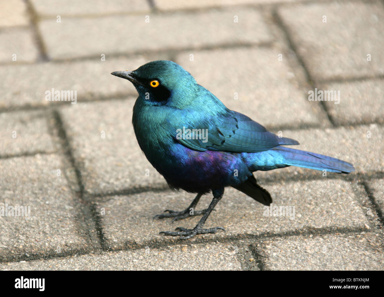 Cape Glossy Starling, Lamprotornis nitens, Sturnidae, Afrique du Sud Banque D'Images