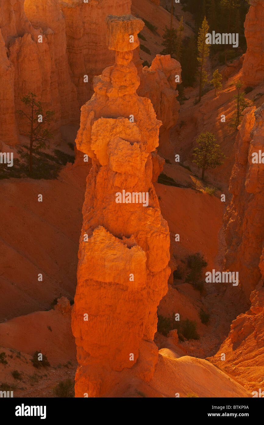 Le Parc National de Bryce Canyon - Utah - 'Hoodoos' - 'Hoodoos' sont des piliers du rocher sculpté par l'érosion Banque D'Images