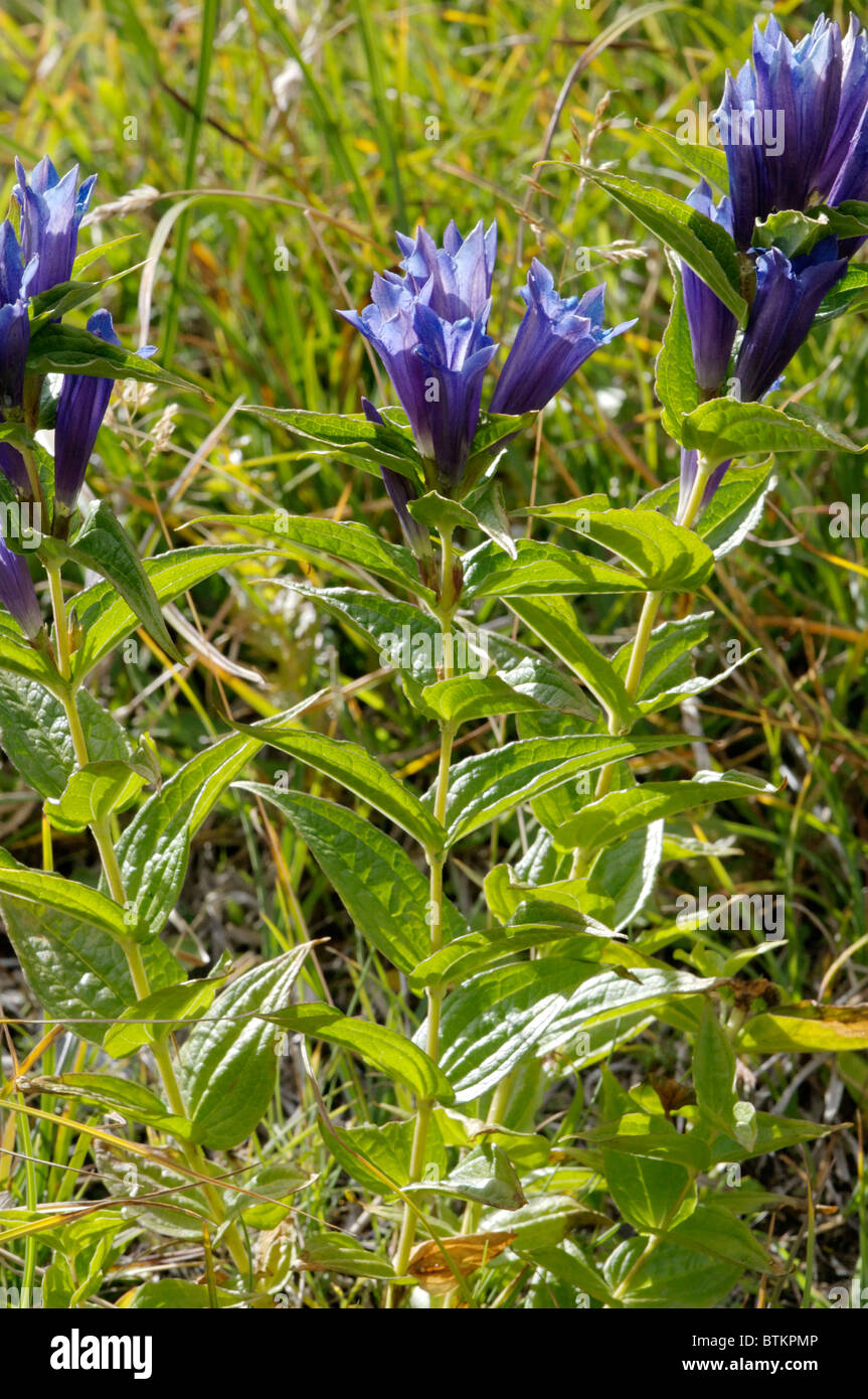 Gentiane Willow croissant dans le Parc National du Grand Paradis, en Italie. Banque D'Images