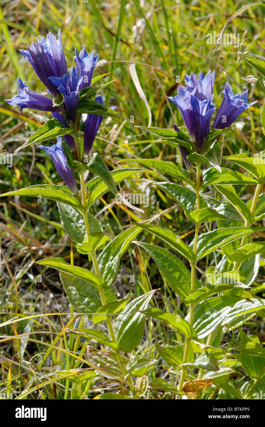 Gentiane Willow croissant dans le Parc National du Grand Paradis, en Italie. Banque D'Images