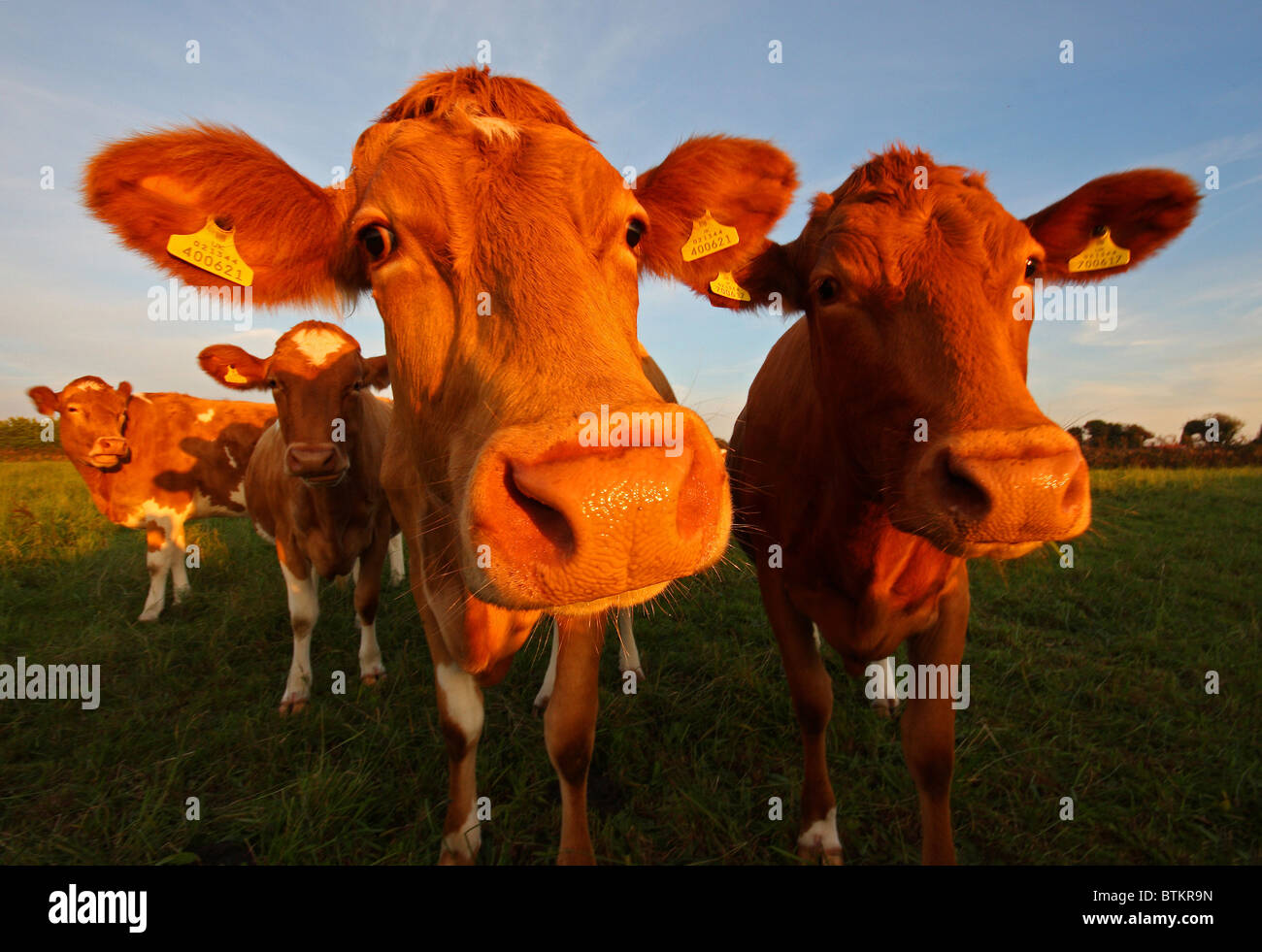 La vache Guernsey Banque D'Images