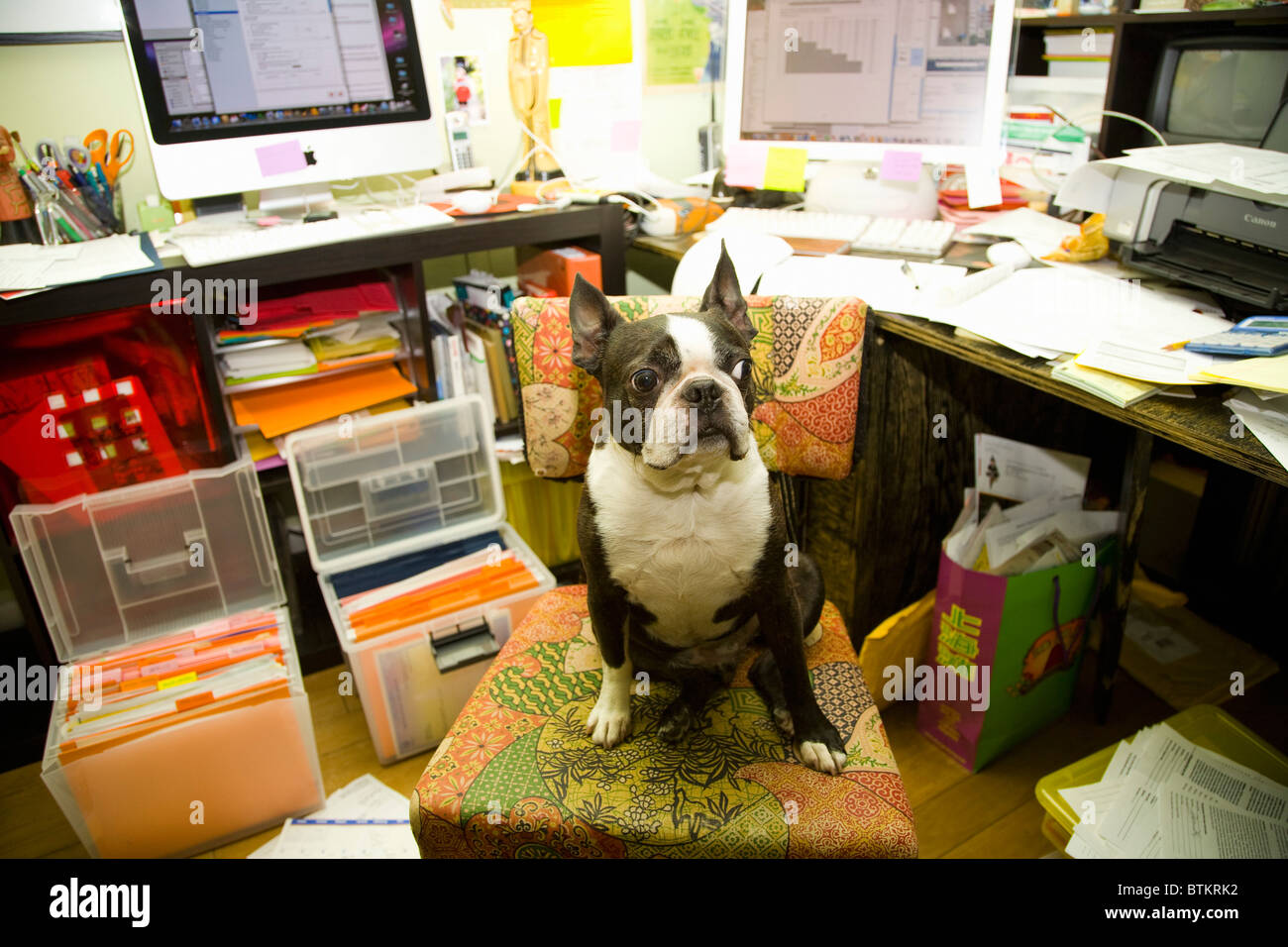 Boston terrier assis au bureau malpropre Banque D'Images