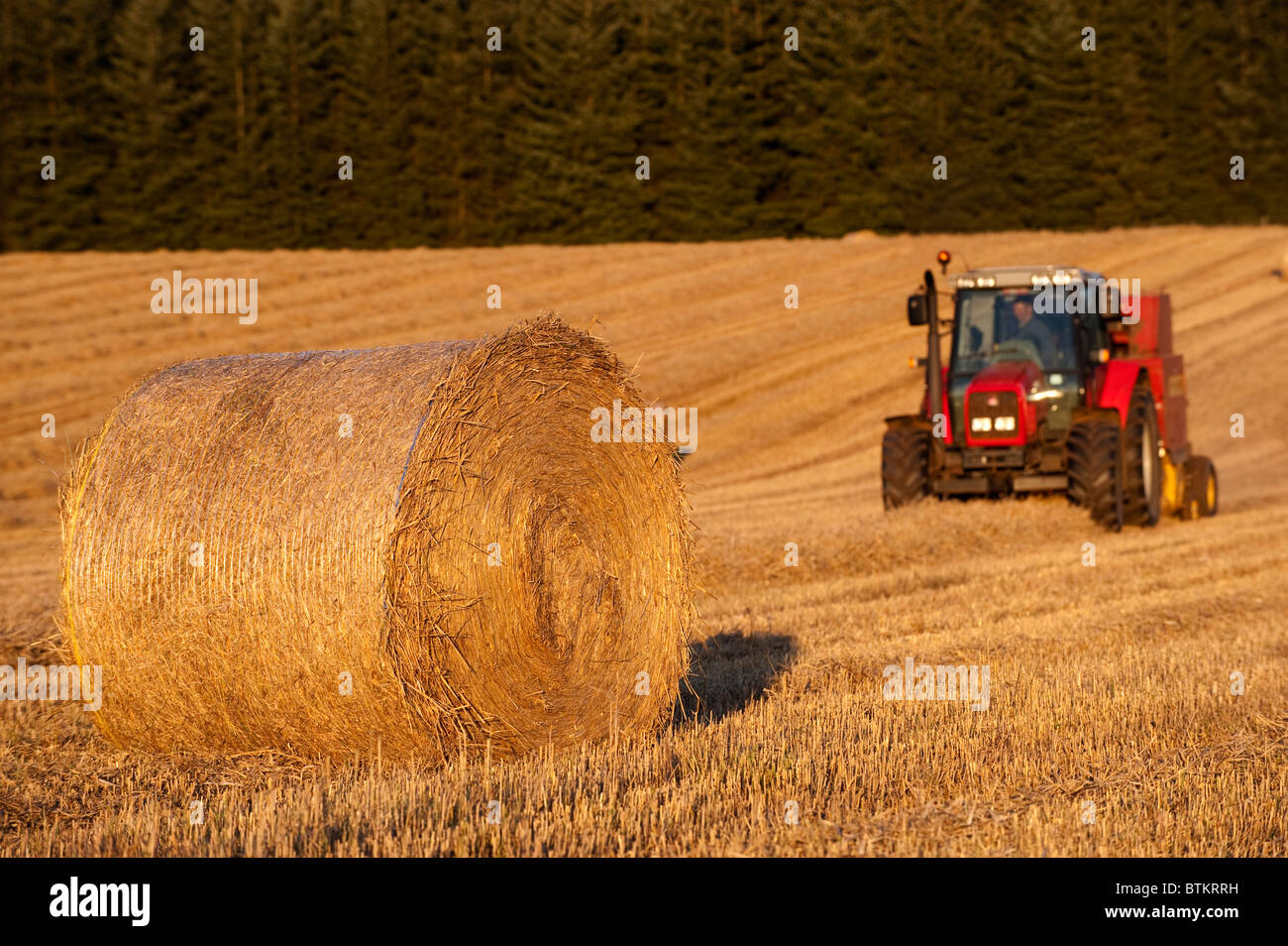 Faire des balles de paille à l'aide d'un tracteur Massey Ferguson. Banque D'Images