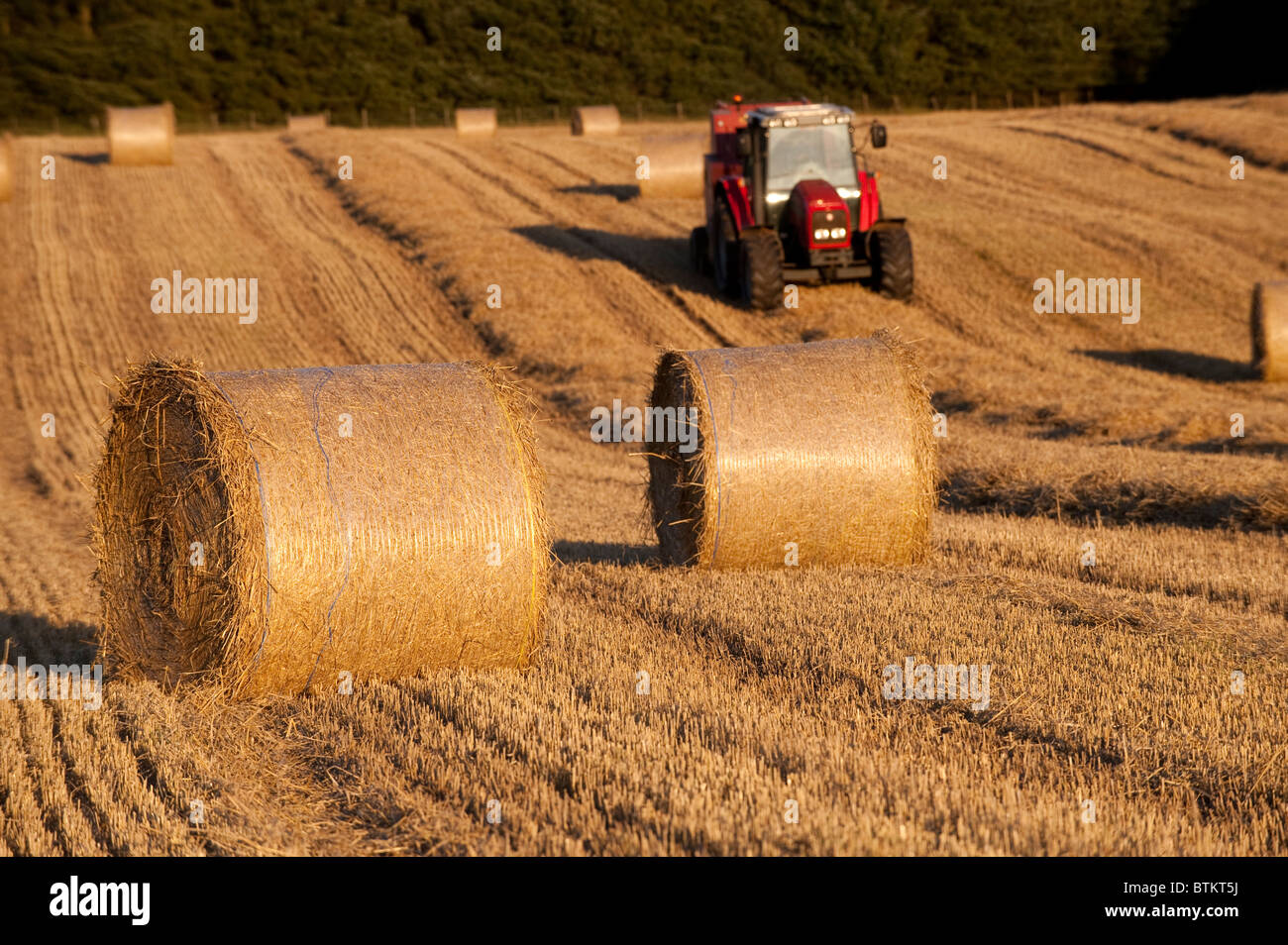 Faire des balles de paille à l'aide d'un tracteur Massey Ferguson. Banque D'Images