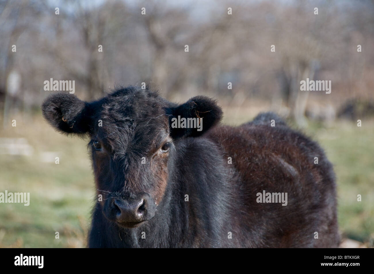 Jeune veau, vache, veau noir et brun, ferme, animal. L'agriculture, de la nature, à l'horizontale, à l'extérieur, Close-up, Animal. Banque D'Images