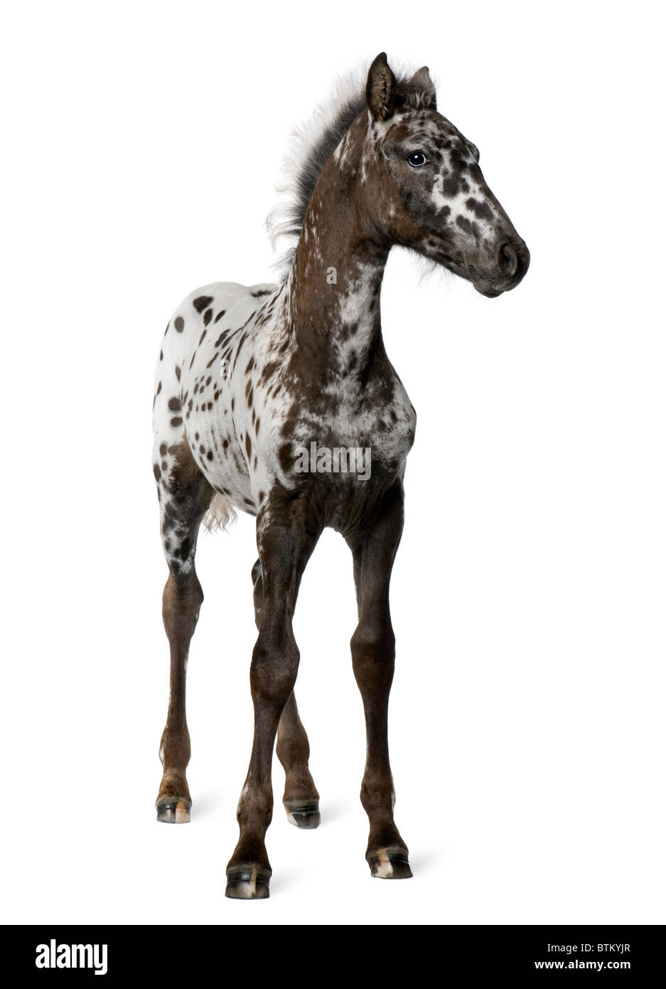 Croisement entre un poulain Appaloosa et un cheval Frison, 3 months old, in front of white background Banque D'Images