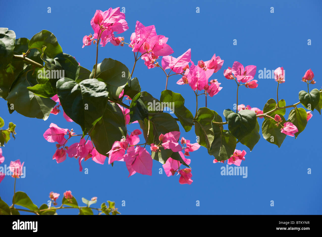 Rameau en fleurs de bougainvilliers (nom scientifique : Bougainvillea glabra) sur le ciel bleu. Crète, Grèce. Banque D'Images