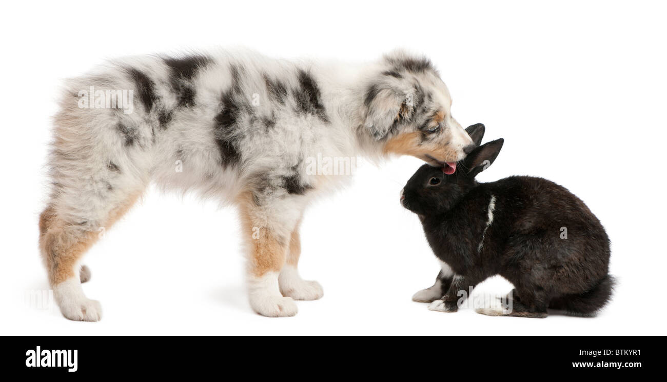Chiot Berger Australien Bleu Merle à la face à face avec lapin, in front of white background Banque D'Images