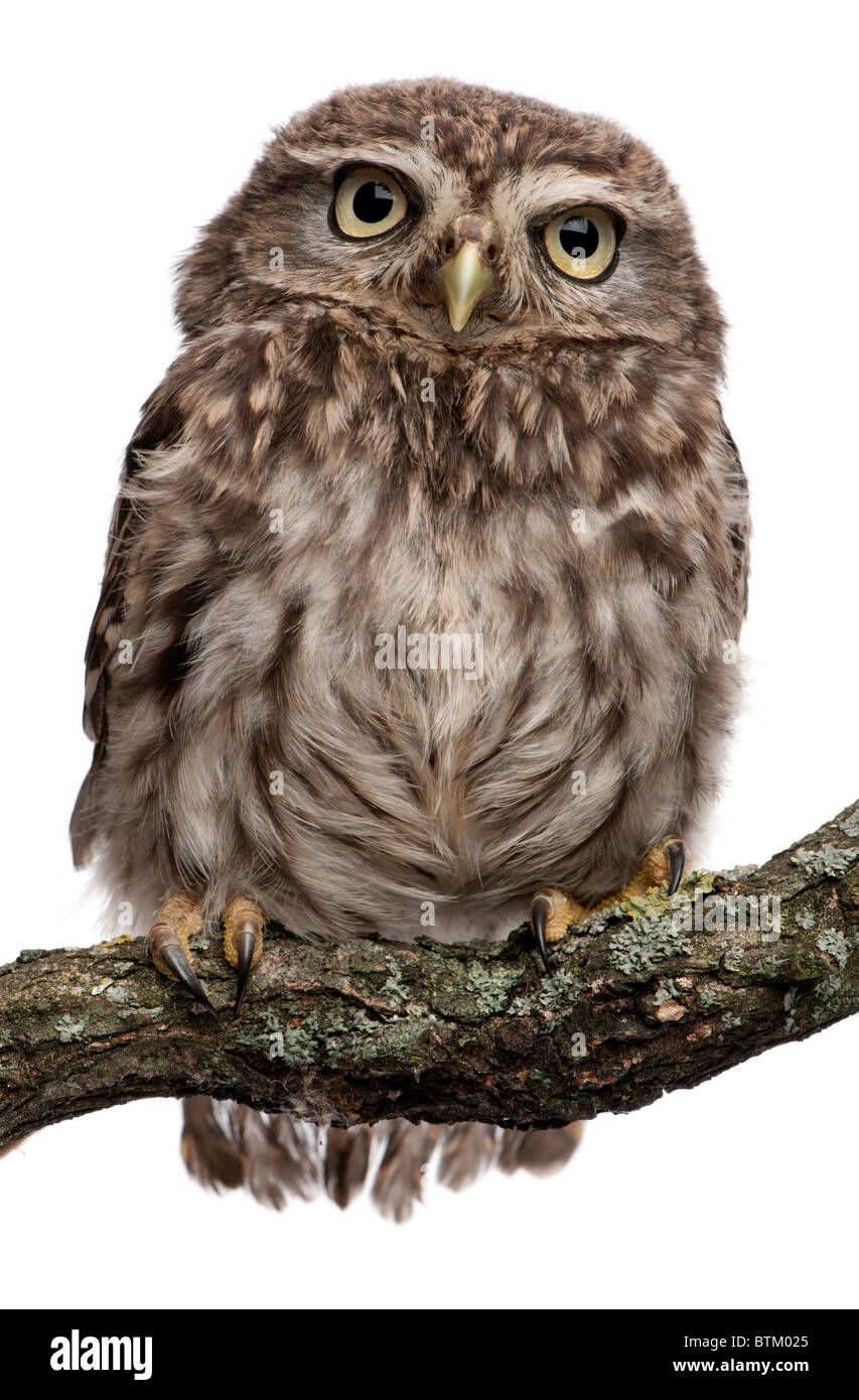 Les jeunes owl perching on branch in front of white background Banque D'Images