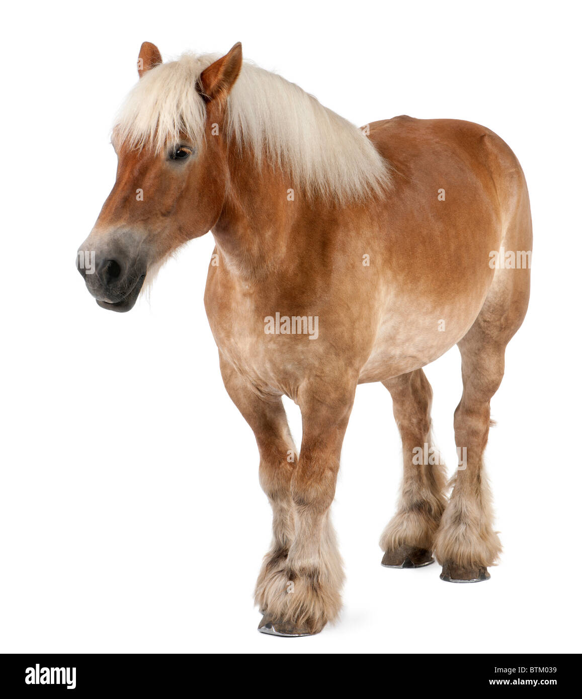 , Capra aegagrus hircus,, un projet de race, l'âge de 10 ans, in front of white background Banque D'Images