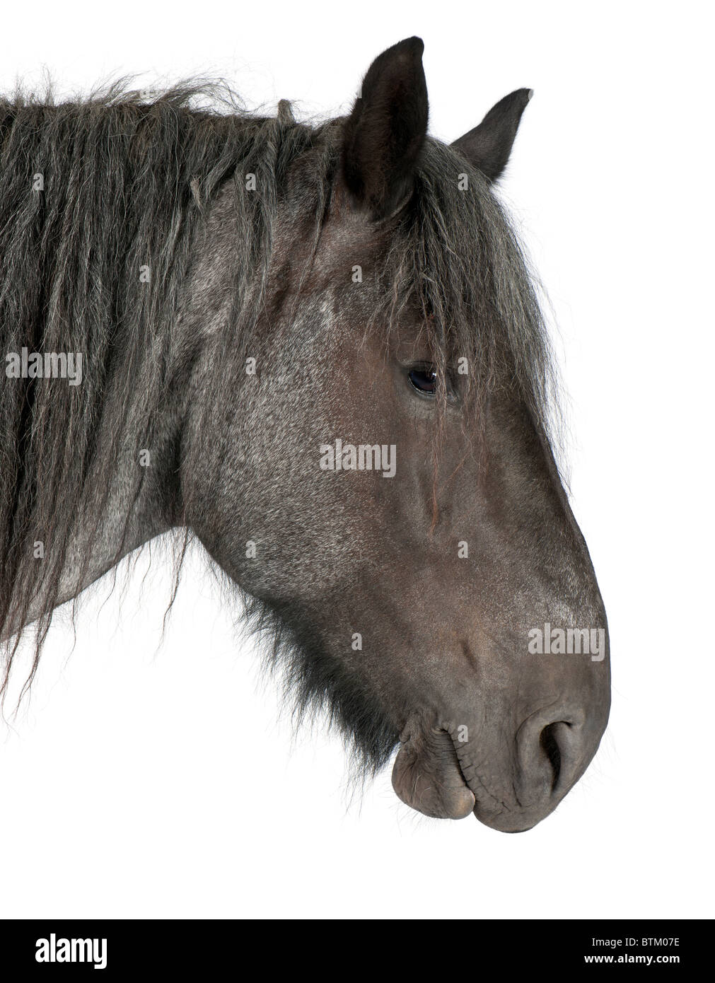 Close-up of Belgian Heavy, Capra aegagrus hircus, in front of white background Banque D'Images